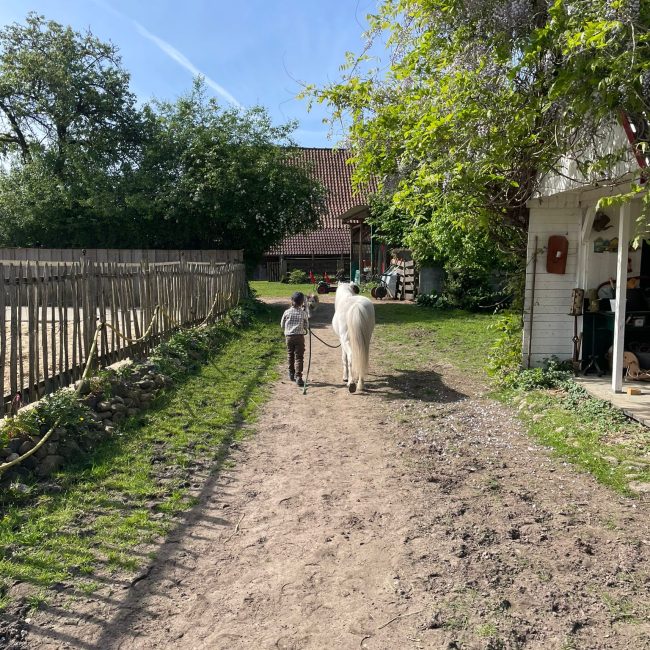 Selbständig lernen die Kinder den Umgang mit den Ponys