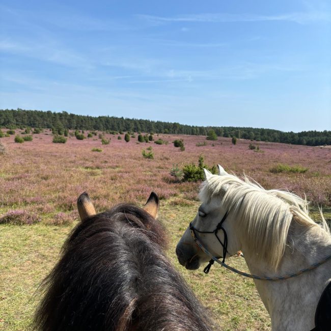 Auf einem Ausritt in die Lüneburger Heide mit den Capercaillie Ponys.