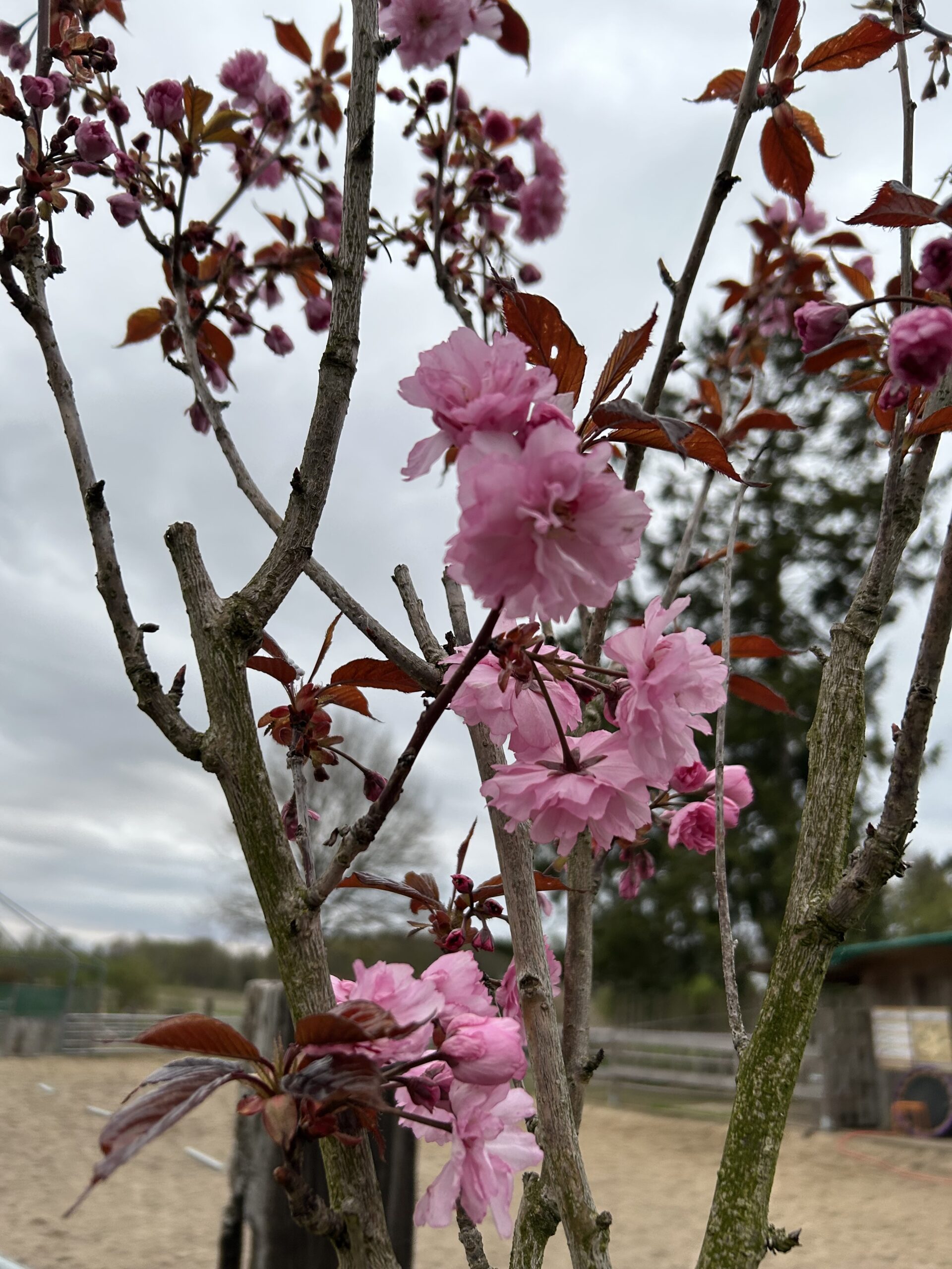 Mehr über den Artikel erfahren Der Frühling kommt…